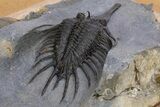 Rare, Psychopyge Termierorum Trilobite - Top Quality Specimen #301938-3